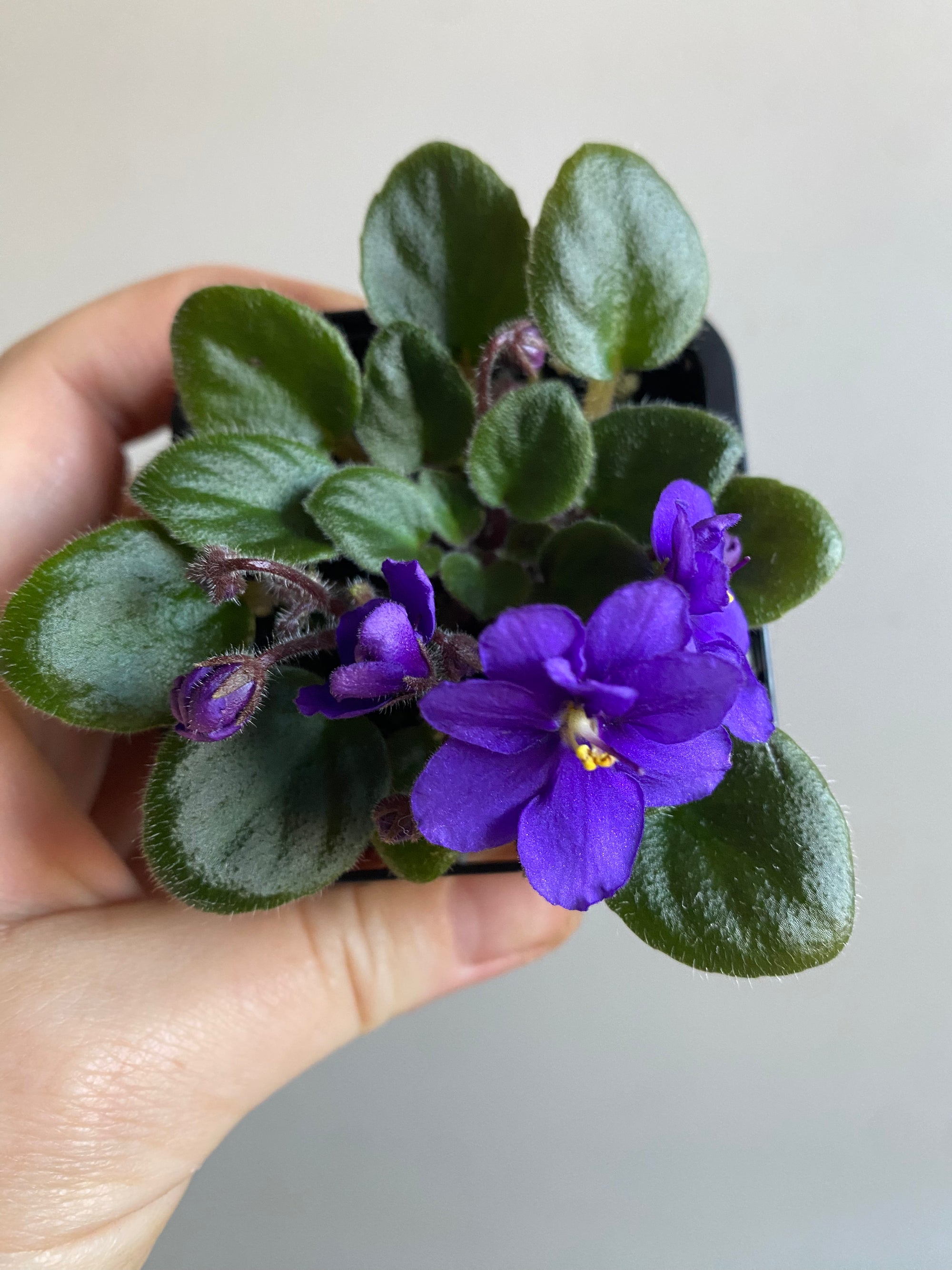 African Violet - Blue Boy