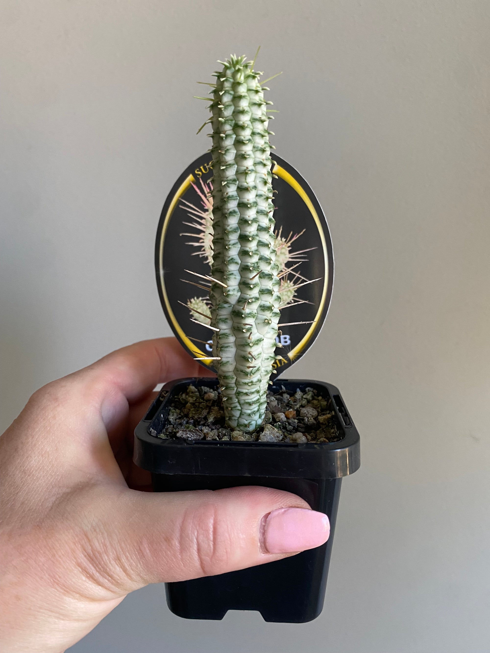 Euphorbia mammillaris Variegata - Albino Corn Cob