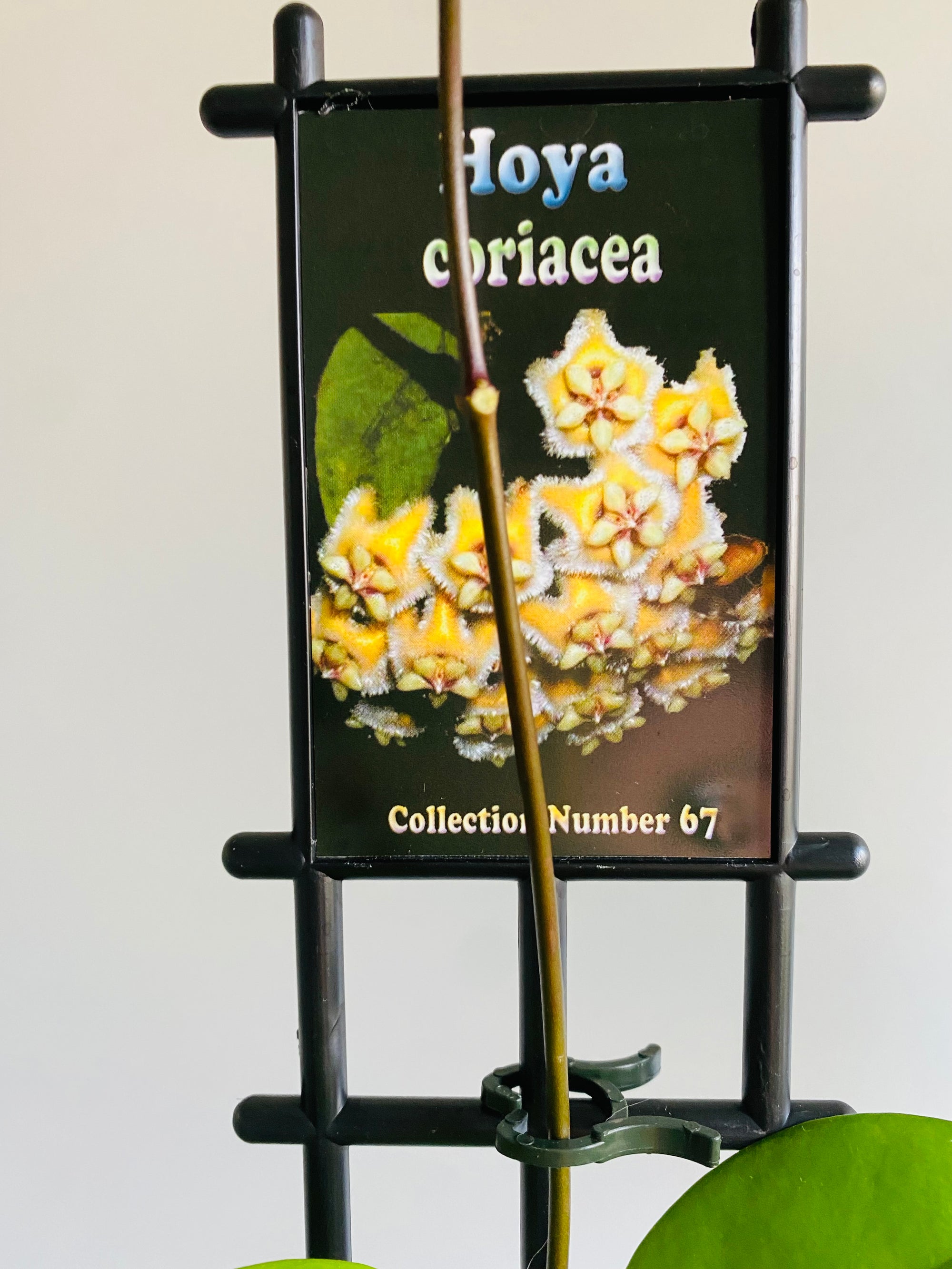 Hoya - Coriacea Collection No. 67