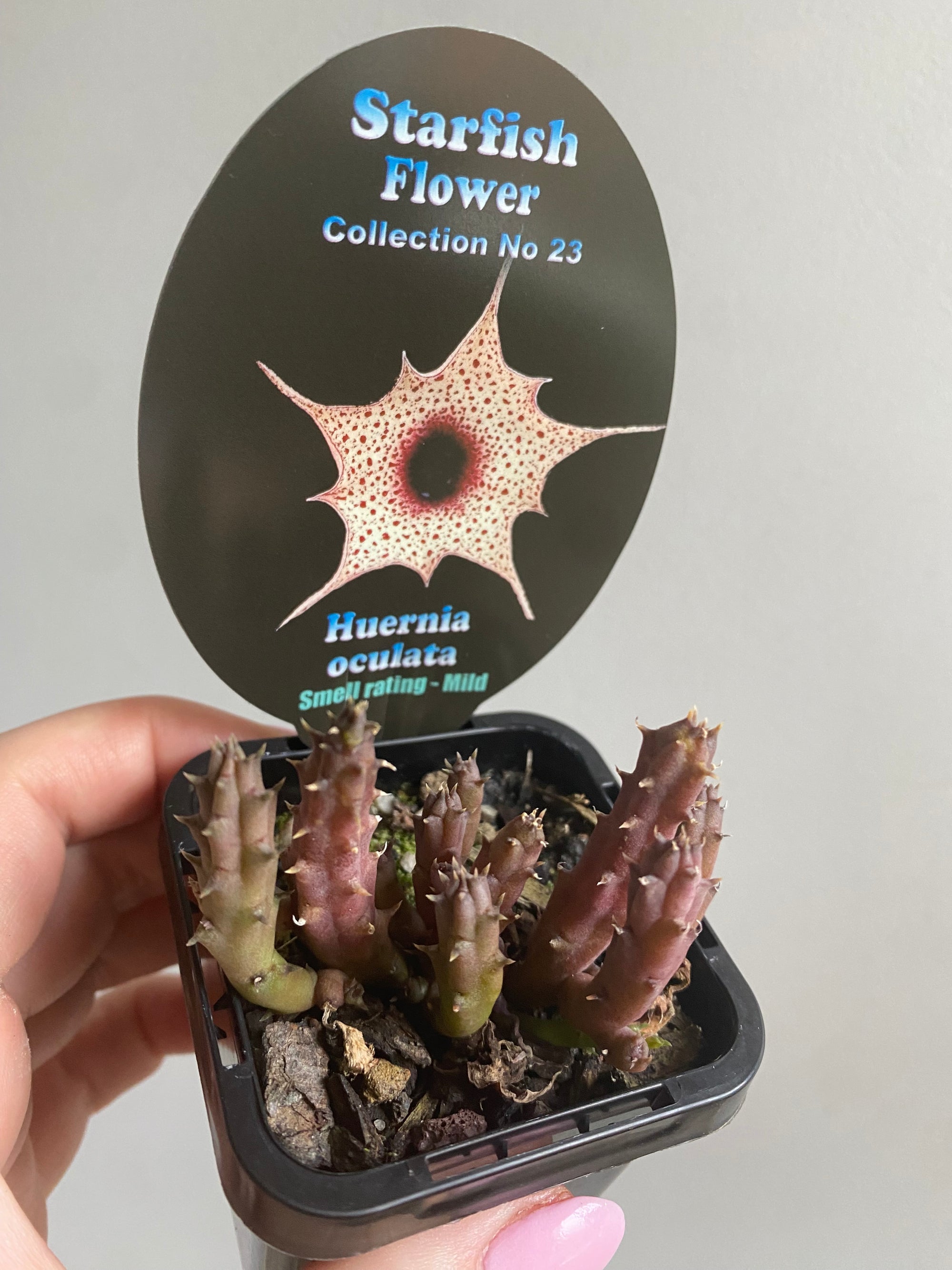 Huernia oculata - Starfish Flower Collection No. 23