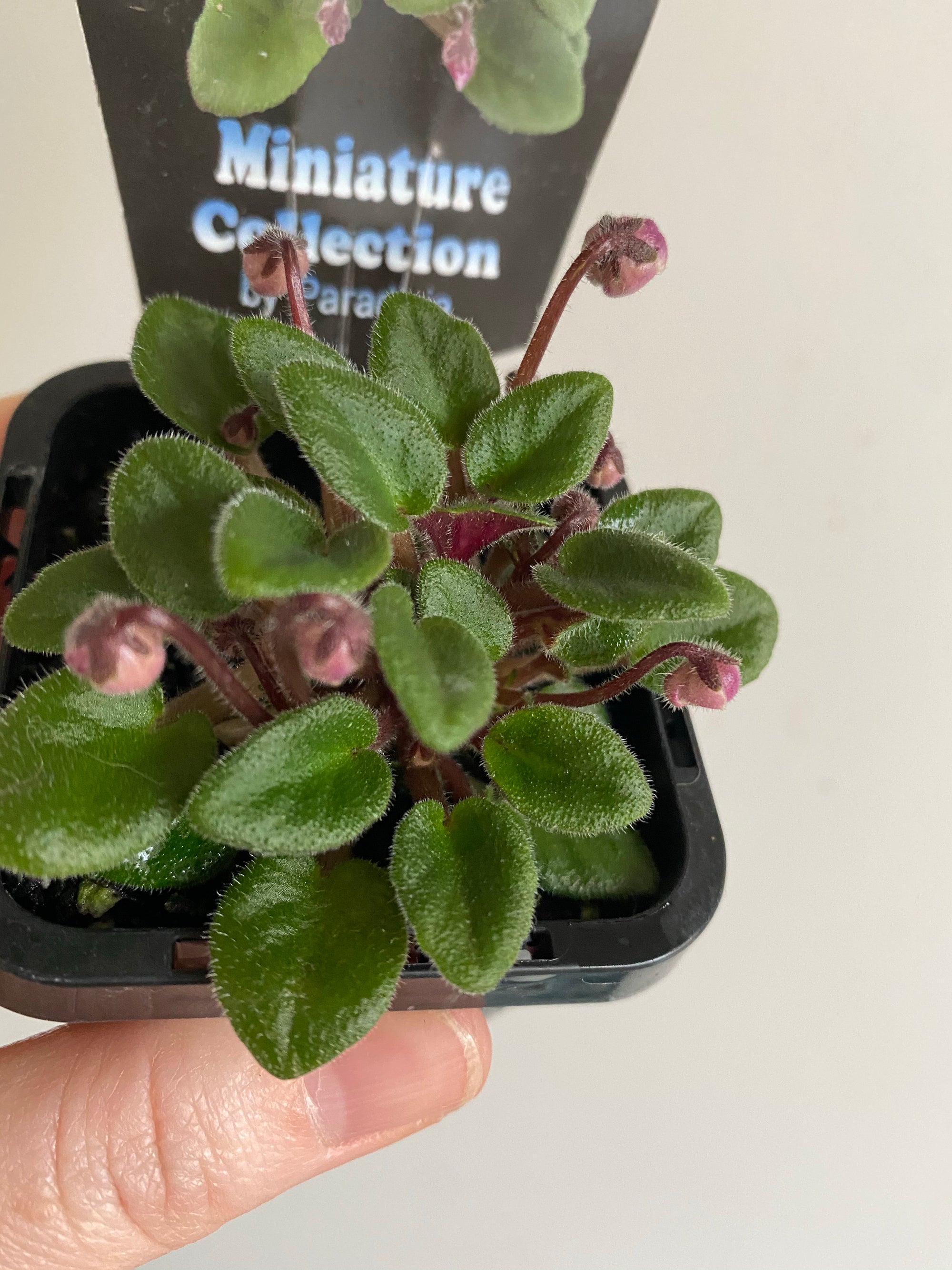 African Violet - Delores Sugar Candy