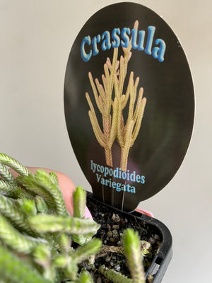 Crassula muscosa (lycopodioides) - Variegated Princess Pine