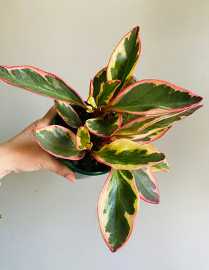 Peperomia clusiifolia - Jelly