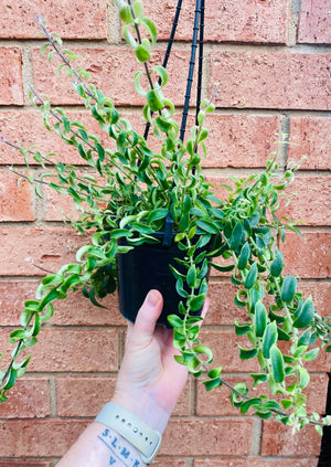 Curly Lipstick Plant (Rasta) - Aeschynanthus radicans