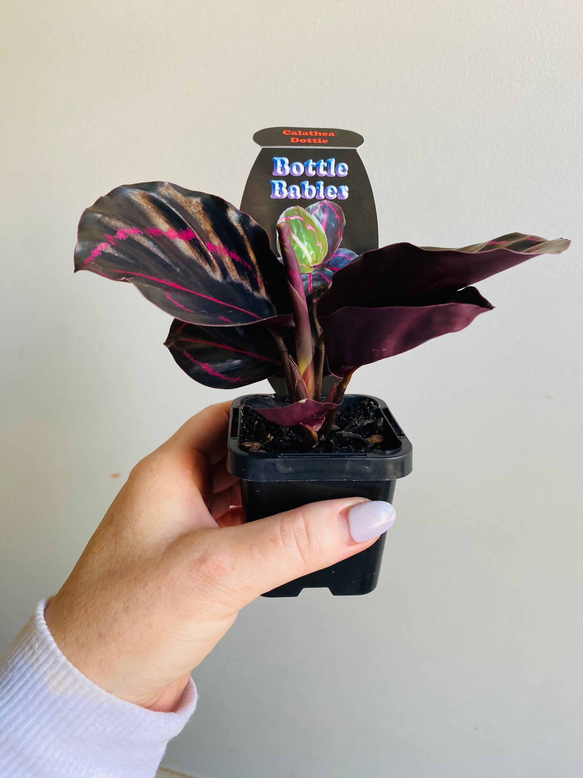 Calathea - Dottie