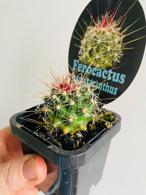 Ferocactus hamatacanthus - Mexican Fruit Cactus