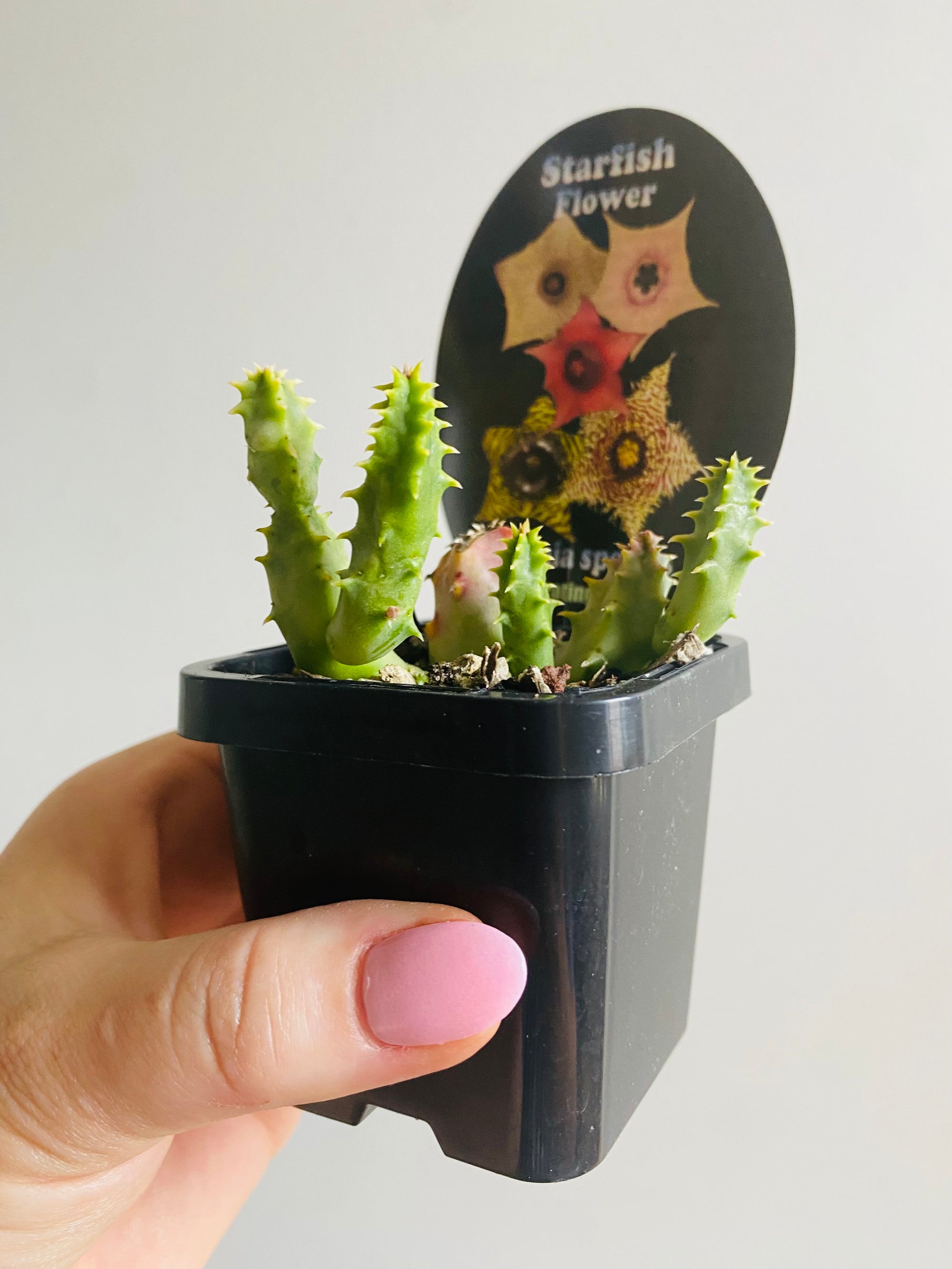 Huernia plowesii - Starfish Flower Collection