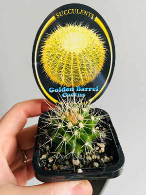 Golden Barrel Cactus - Echinocactus grusonii