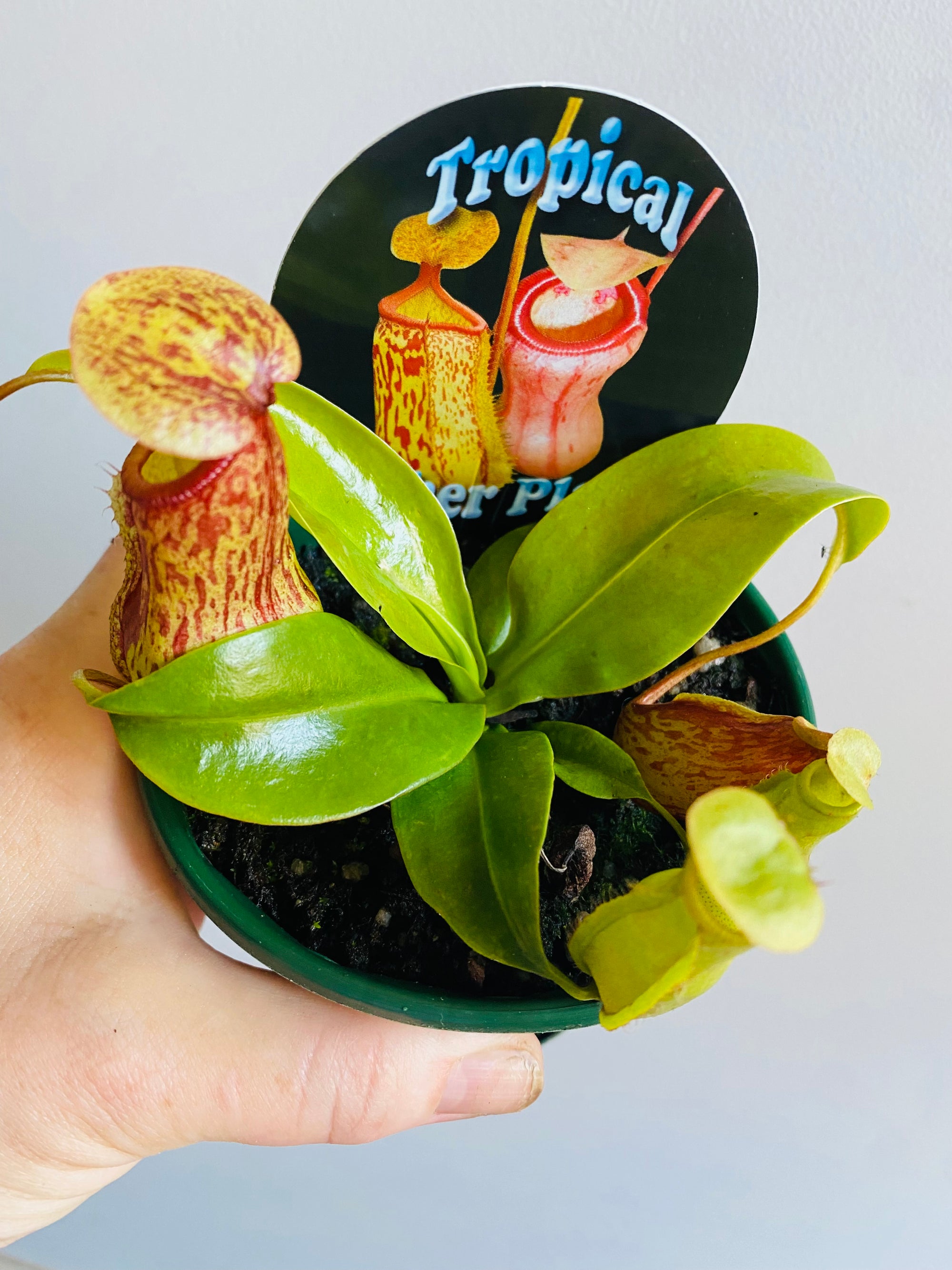Nepenthes - Pitcher Plant (unlabelled)