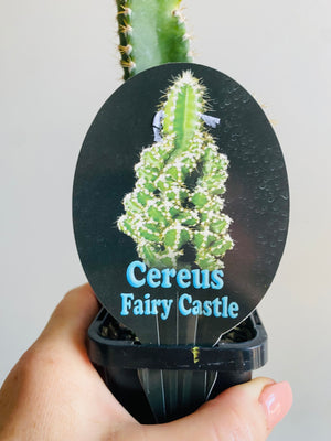 Cereus tetragonus cv. - Fairy Castle