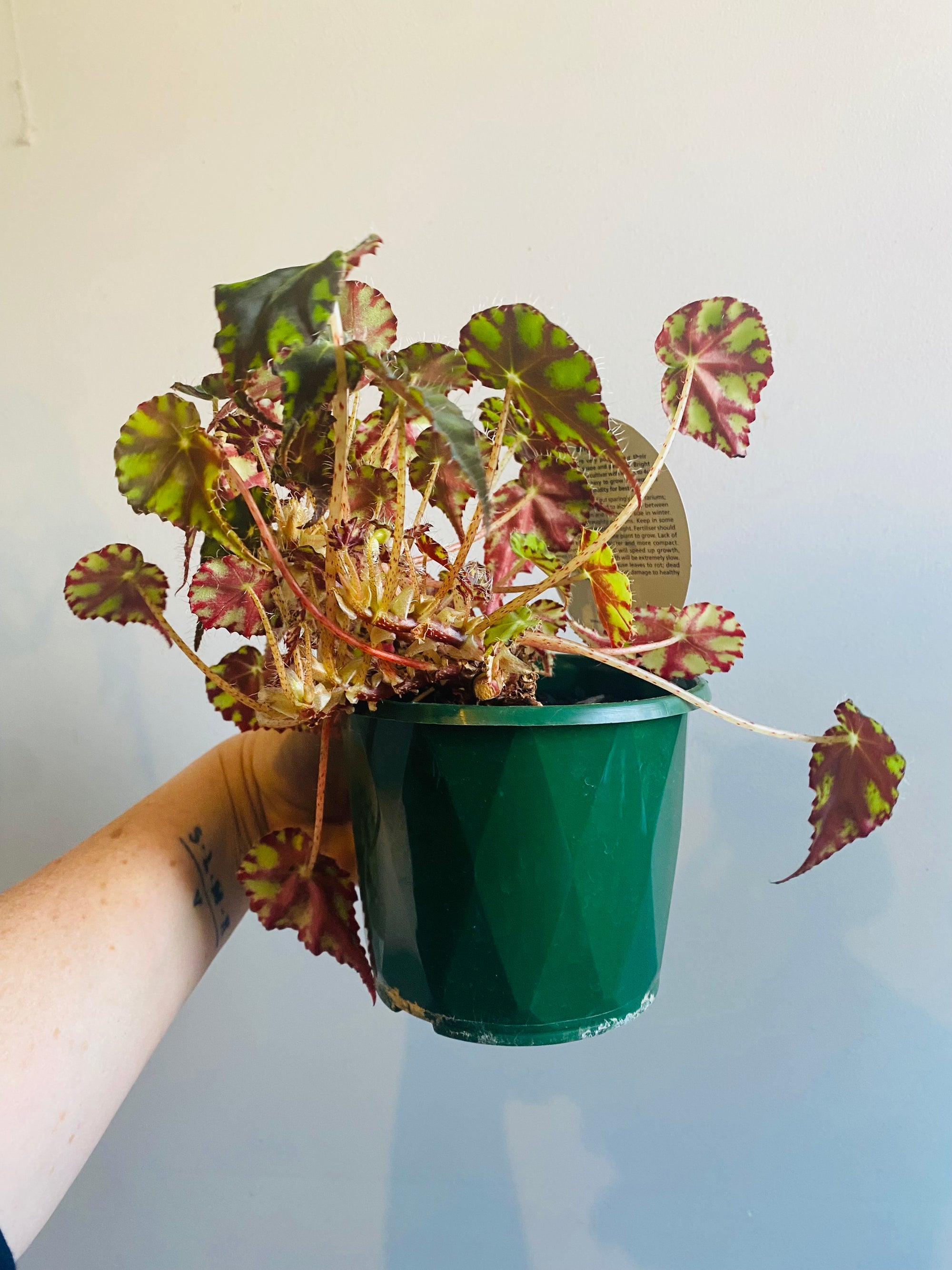 Begonia - Boweri