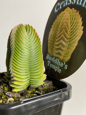 Crassula 'Buddha's Temple'