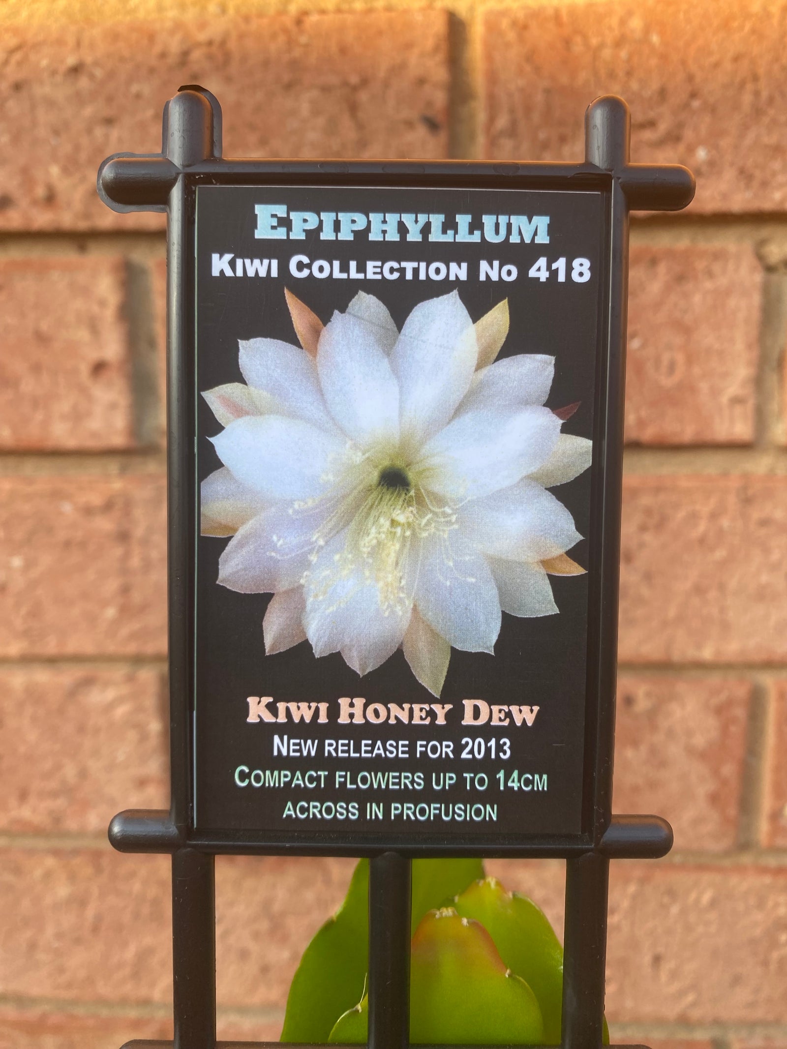 Epiphyllum 'The Orchid Cactus' - Kiwi Honey Dew - Kiwi Collection No. 418