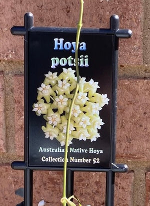 Hoya - Potsii Collection No. 52