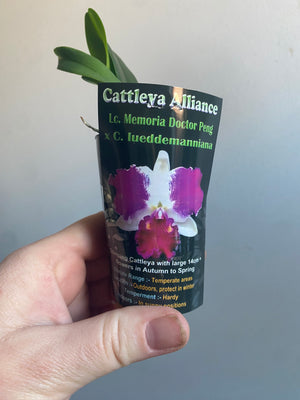Cattleya Alliance Lc. Memoria Doctor Peng x C. Iueddemanniana