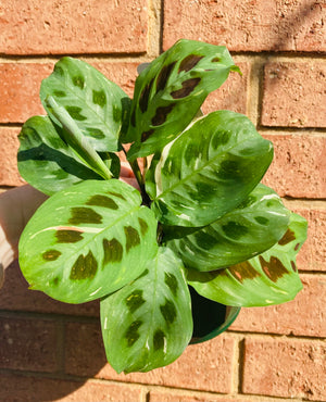 Maranta leuconeura Kerchoveana Variegata