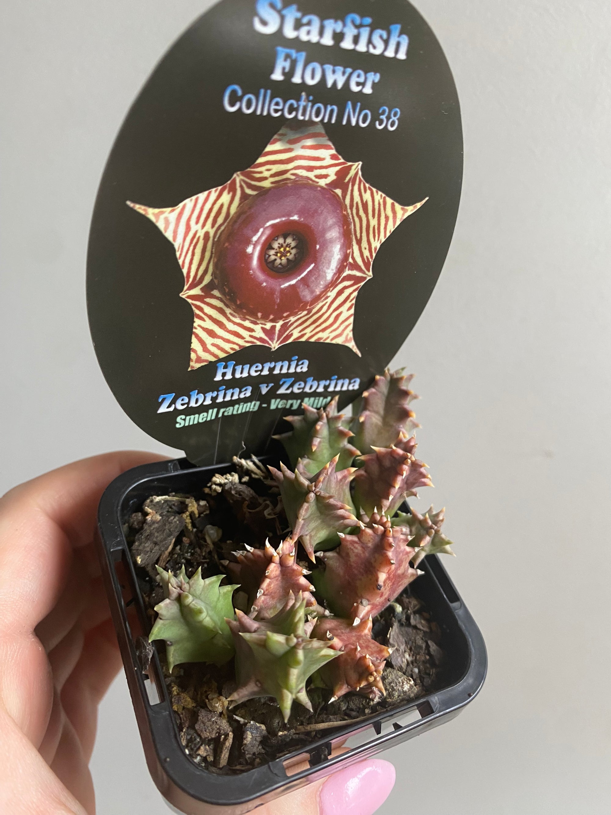 Huernia Zebrina v Zebrina - Starfish Flower Collection No. 38