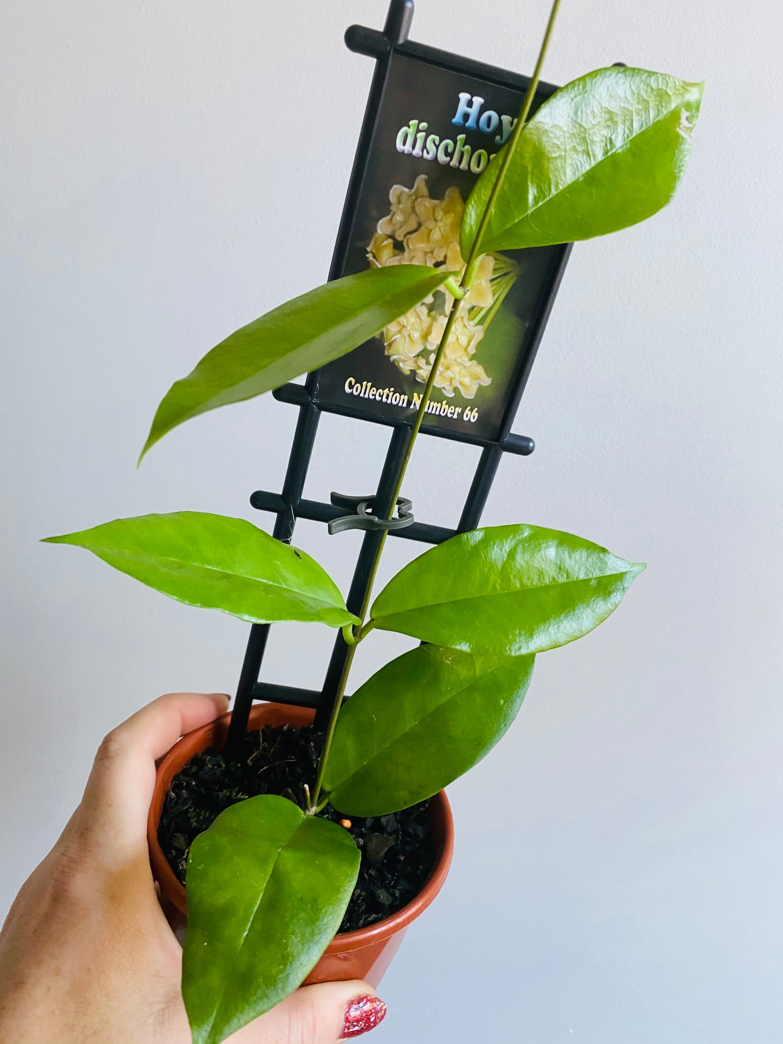 Hoya - Dischorensis Collection No. 66