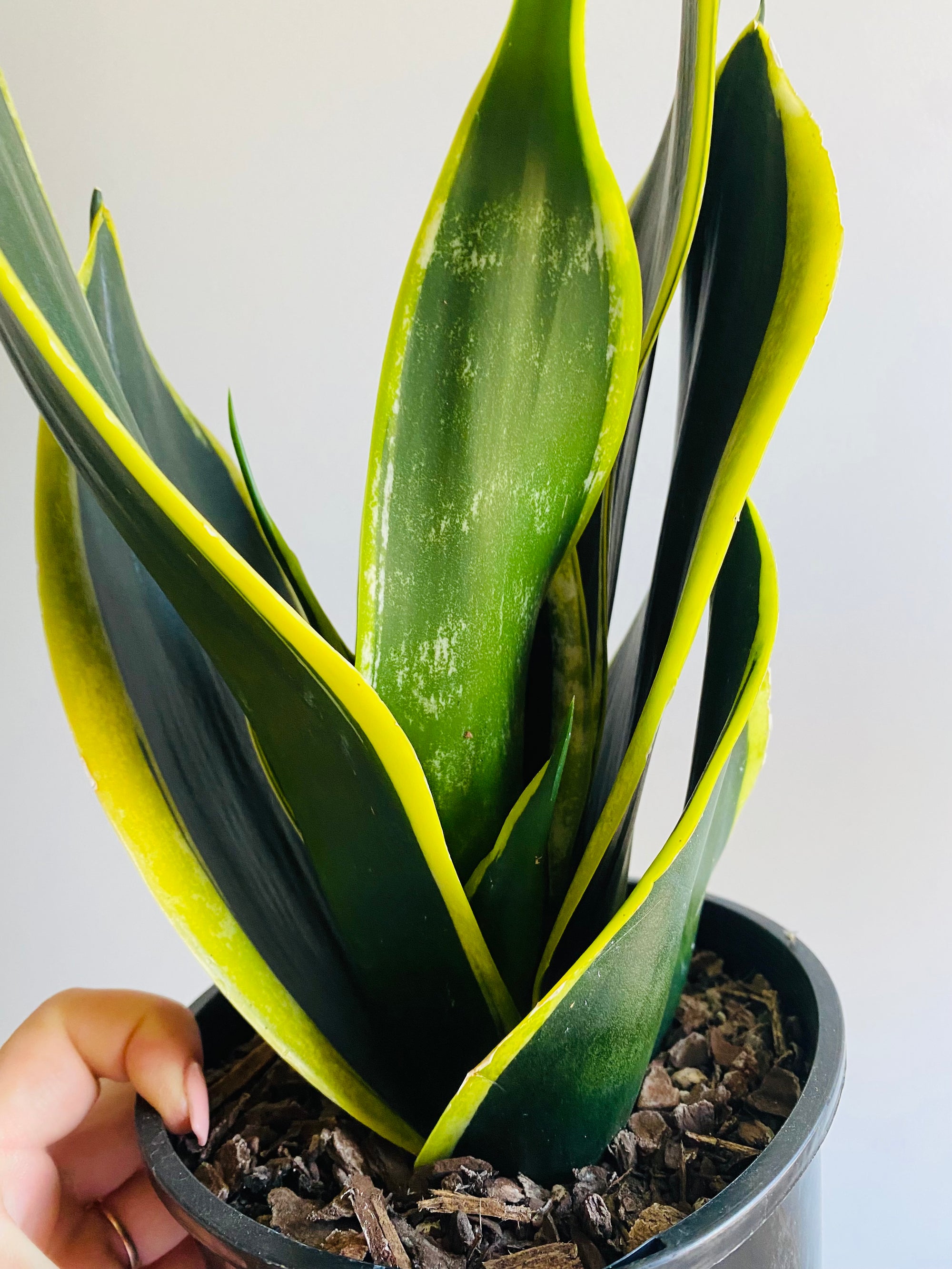 Sansevieria trifasciata - Black Gold