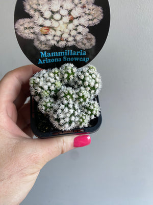 Mammillaria vetula cv. 'Arizona Snowcap'