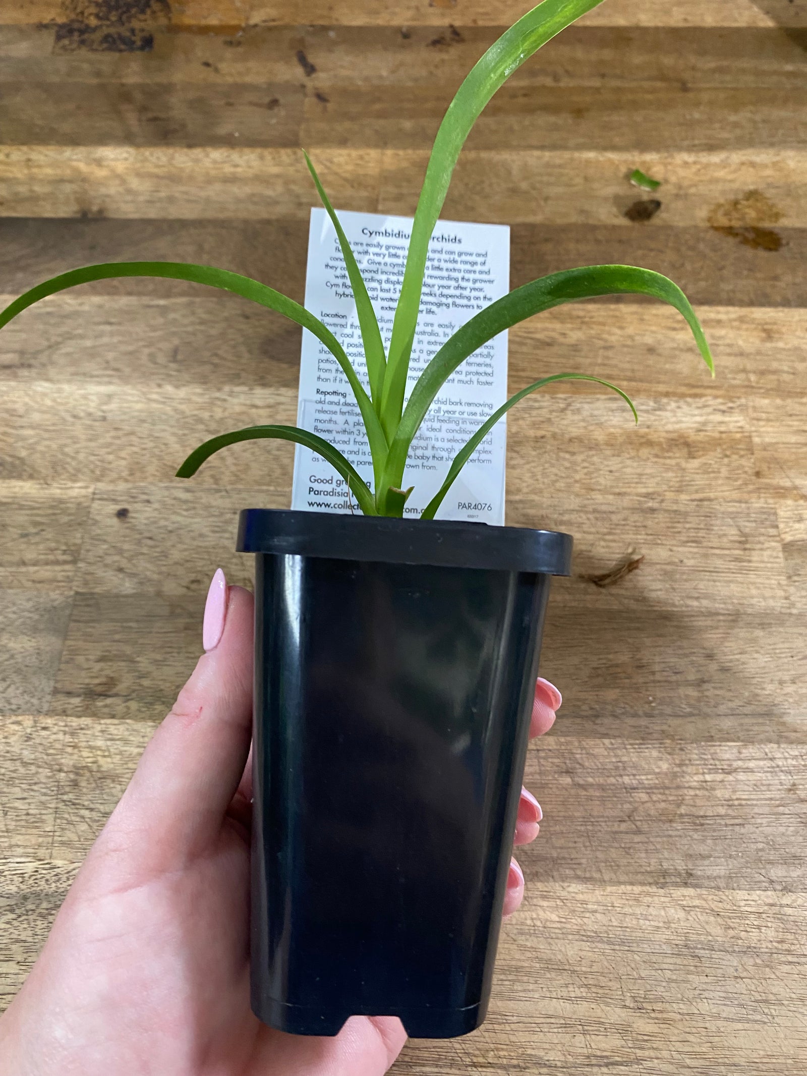 Cymbidium Collection Strathdon Cooksbridge 'Fantasy'