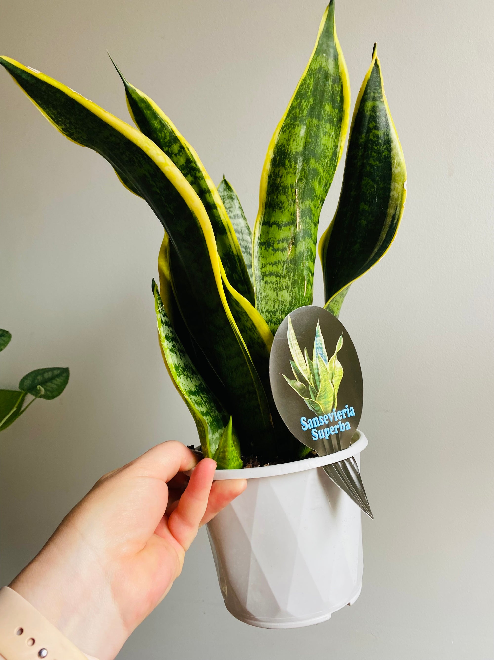 Sansevieria s.trifasciata - Superba