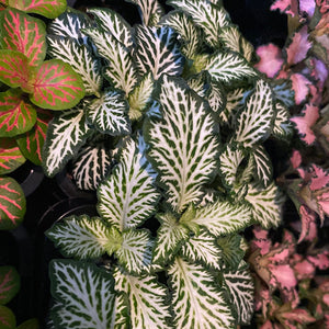 Fittonia - Snow