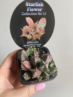 Huernia loeseneriana - Starfish Flower Collection No. 13