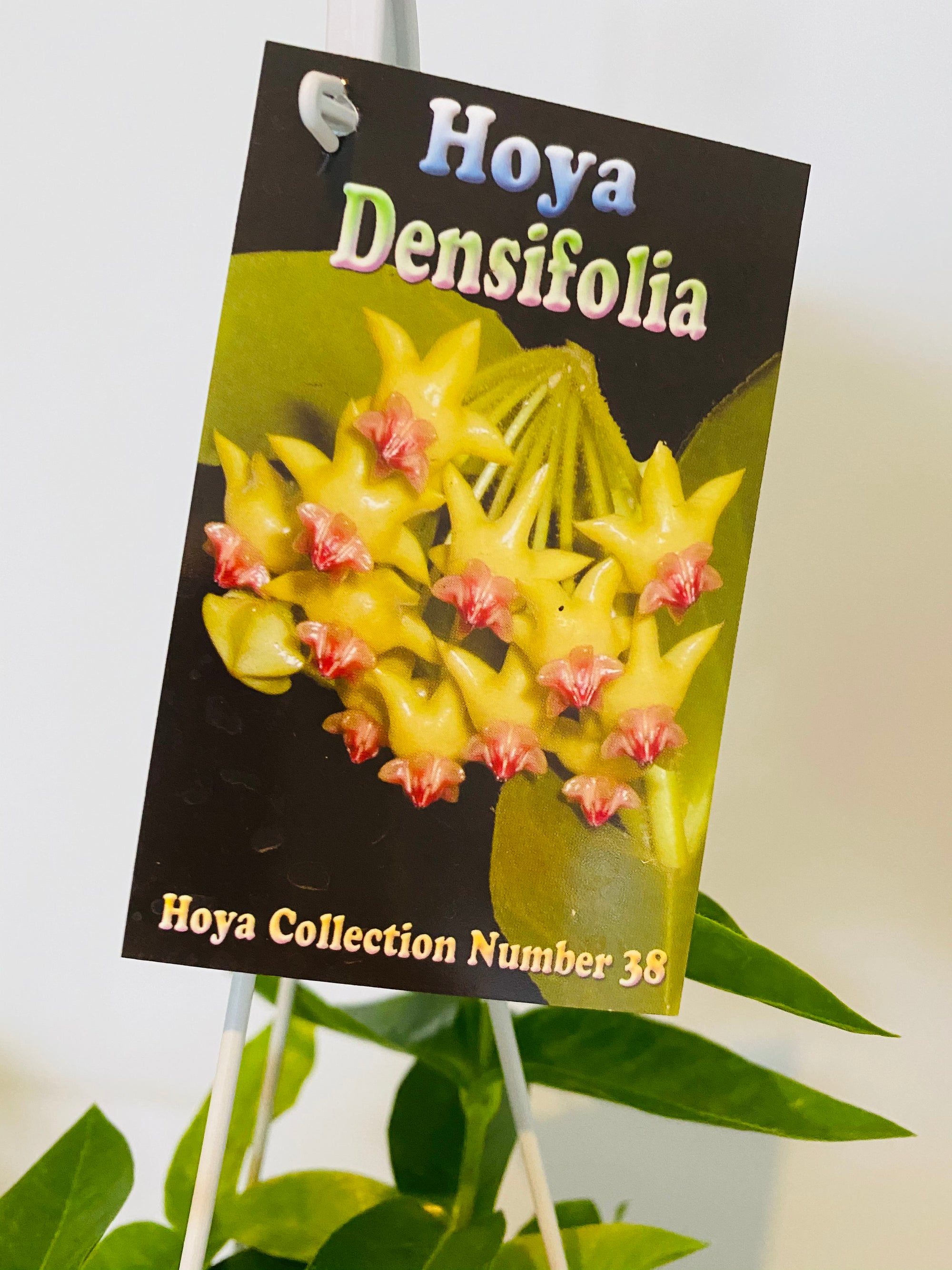 Hoya - Densifolia Collection No. 38
