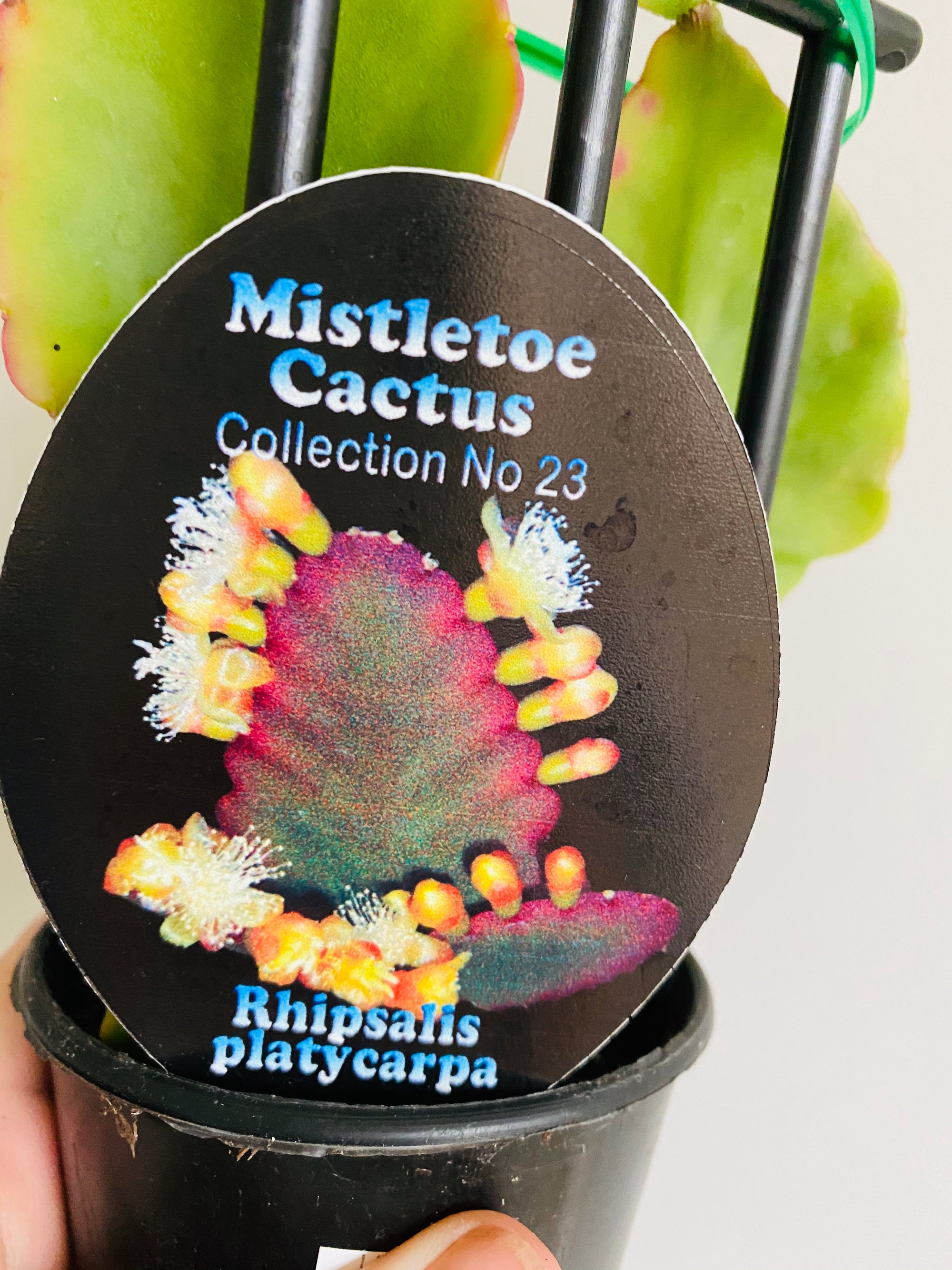 Rhipsalis Platycarpa - Mistletoe Cactus Collection No. 23