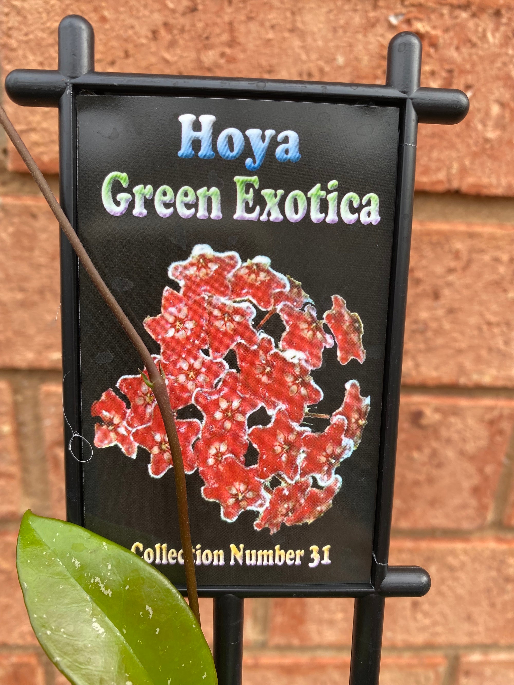 Hoya - Green Exotica Collection No. 31