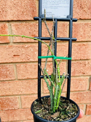 Cynanchum marnierianum 'Bird Cage or Stick Plant' - Mistletoe Collection No. 47