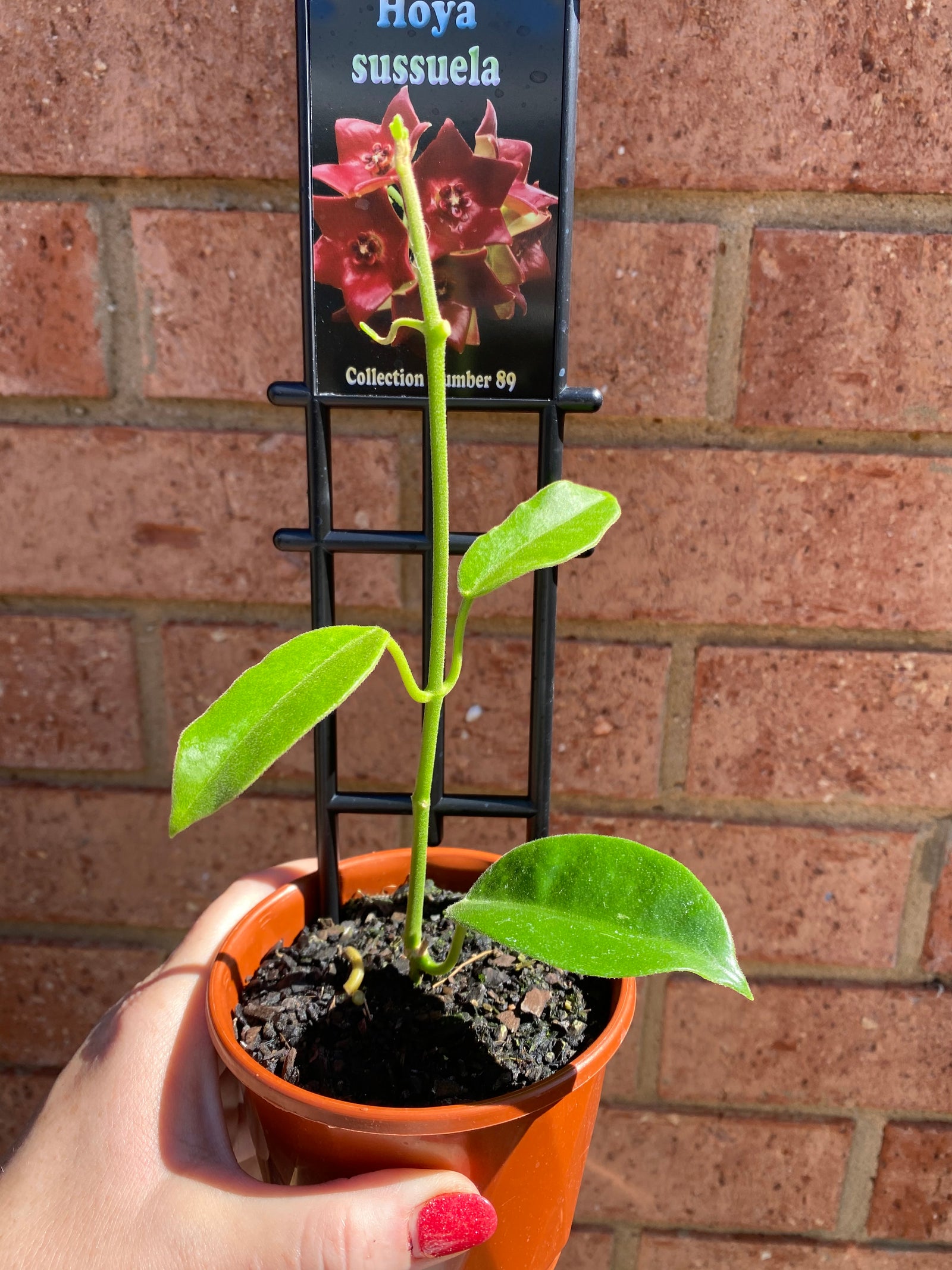 Hoya - Sussuela Collection No. 89