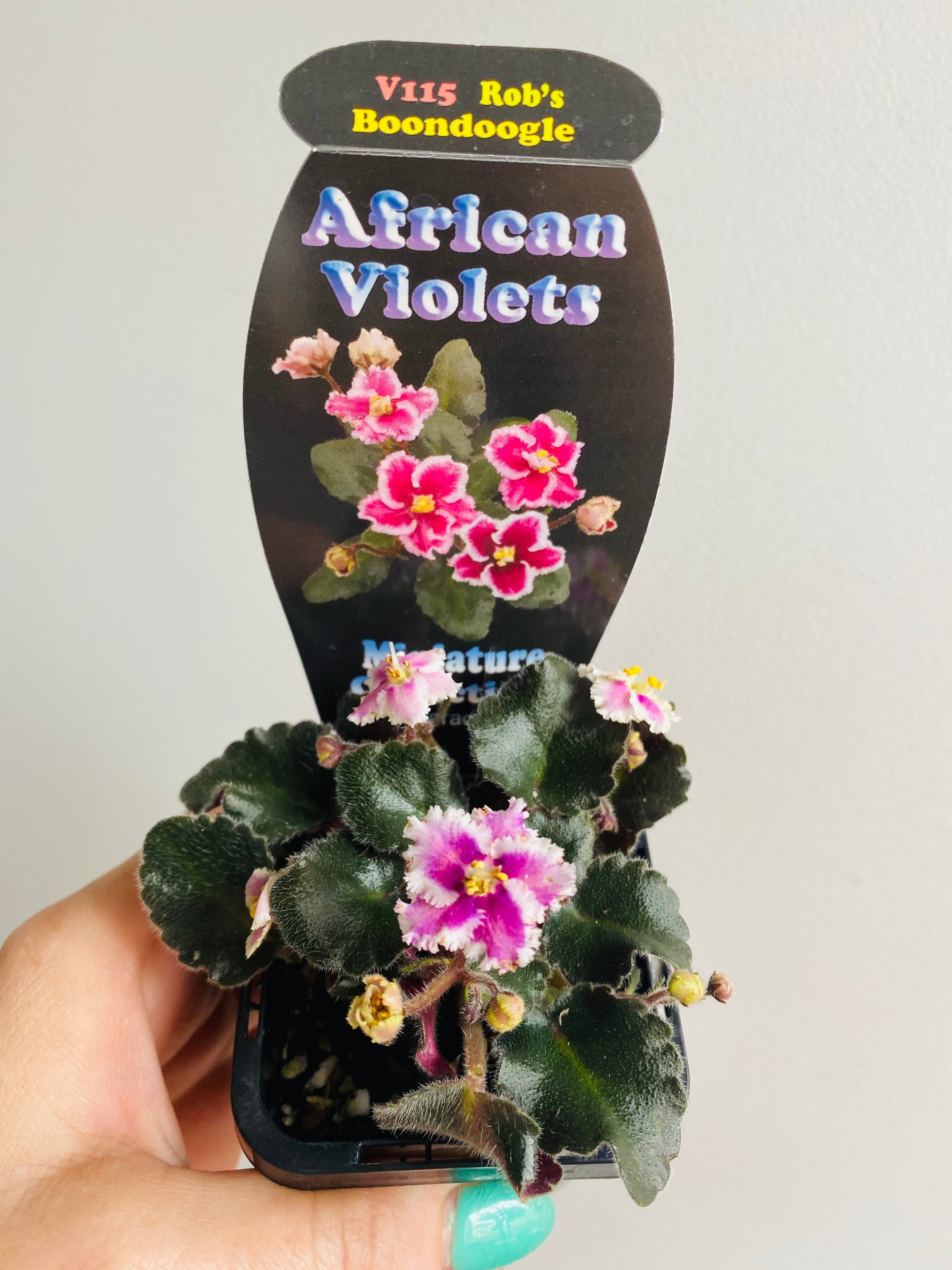 African Violet - Rob’s Boondoogle