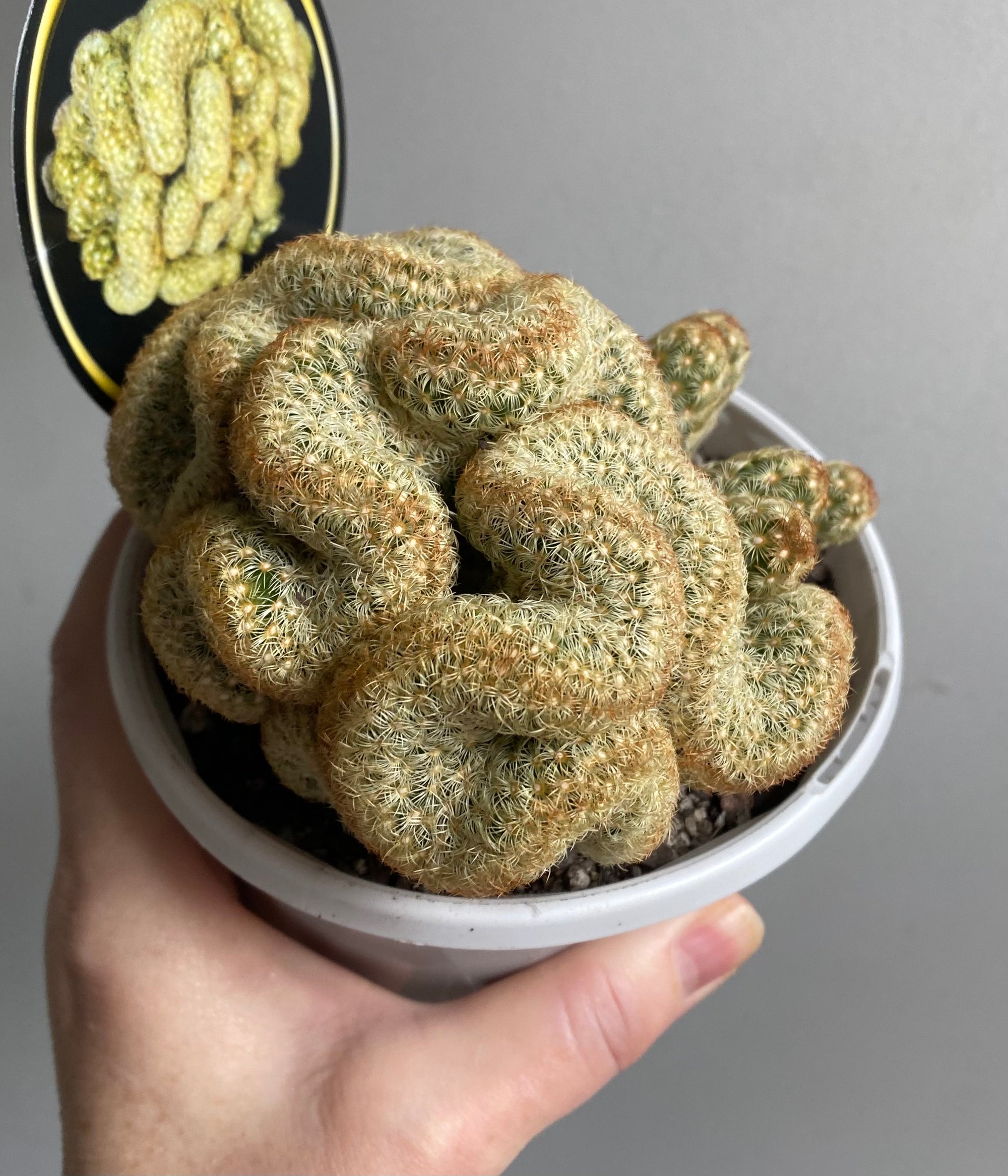 Mammillaria Elongata Cristata - The Brain Cactus