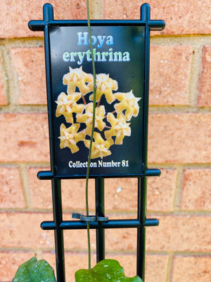 Hoya - Erythrina Collection No. 81