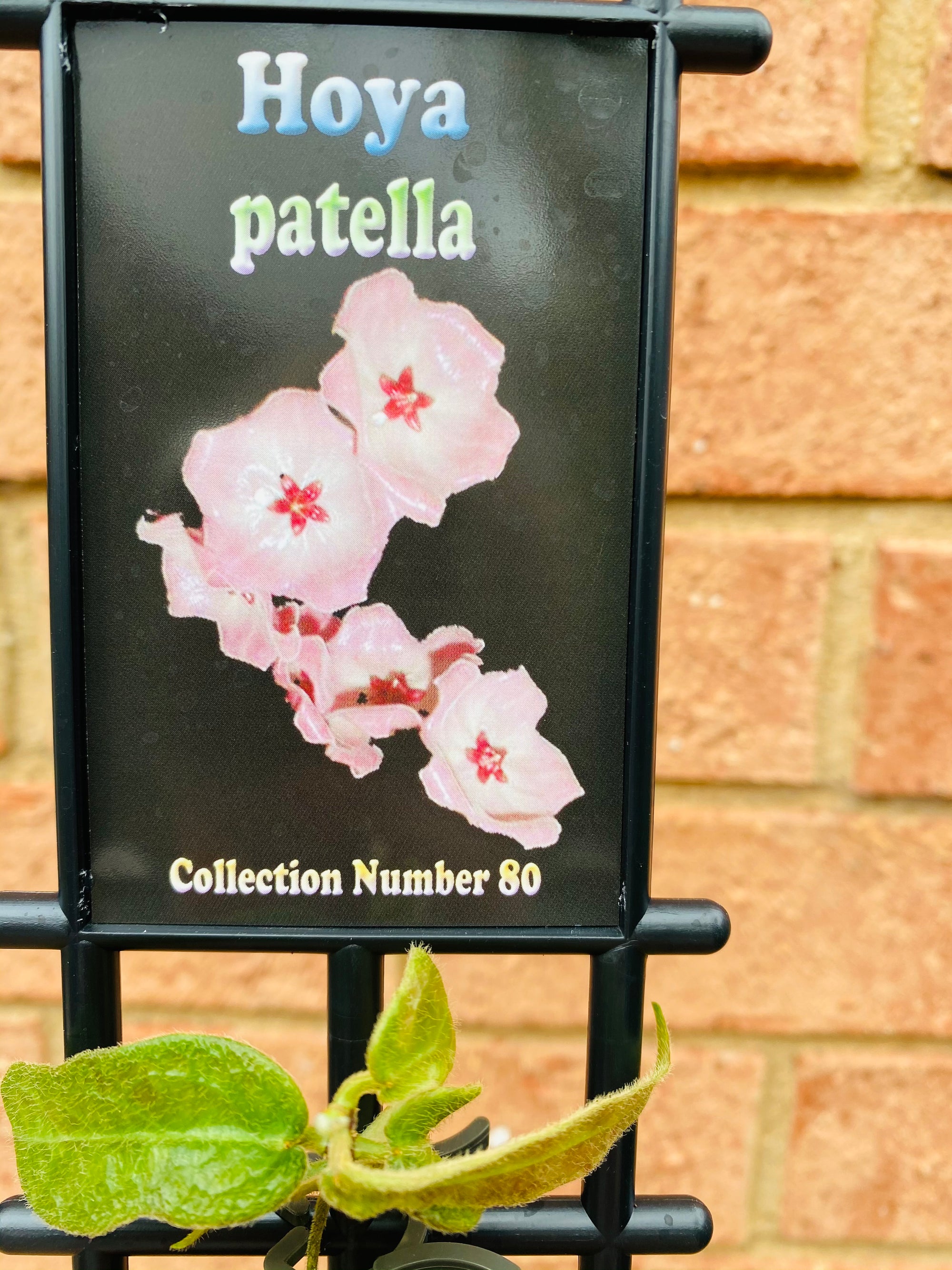 Hoya - Patella Collection No. 80