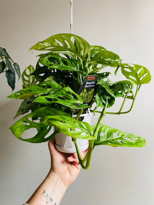 Monstera adansonii mini ‘Monkey Mask