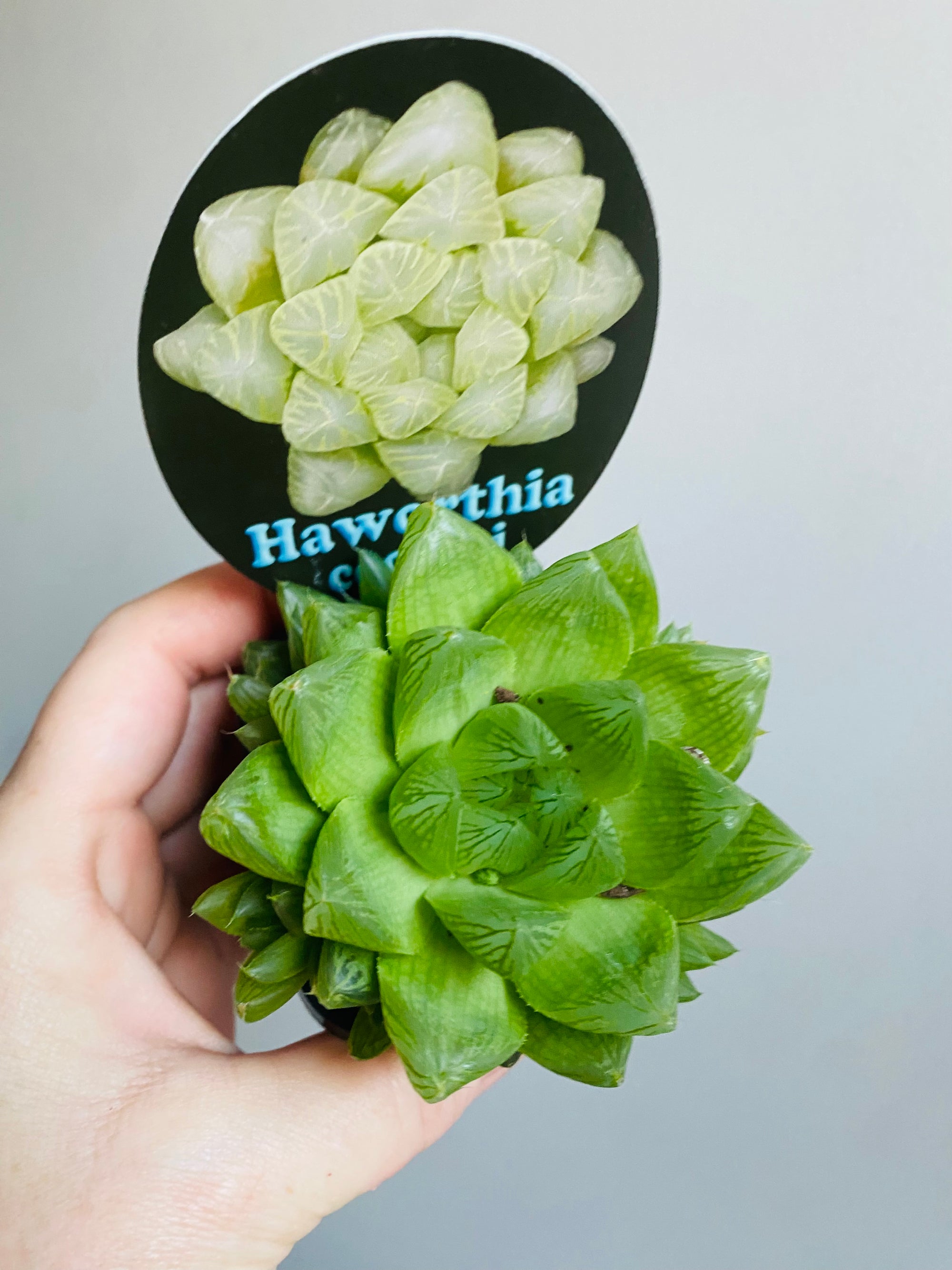 Haworthia cooperi