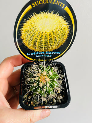 Golden Barrel Cactus - Echinocactus grusonii