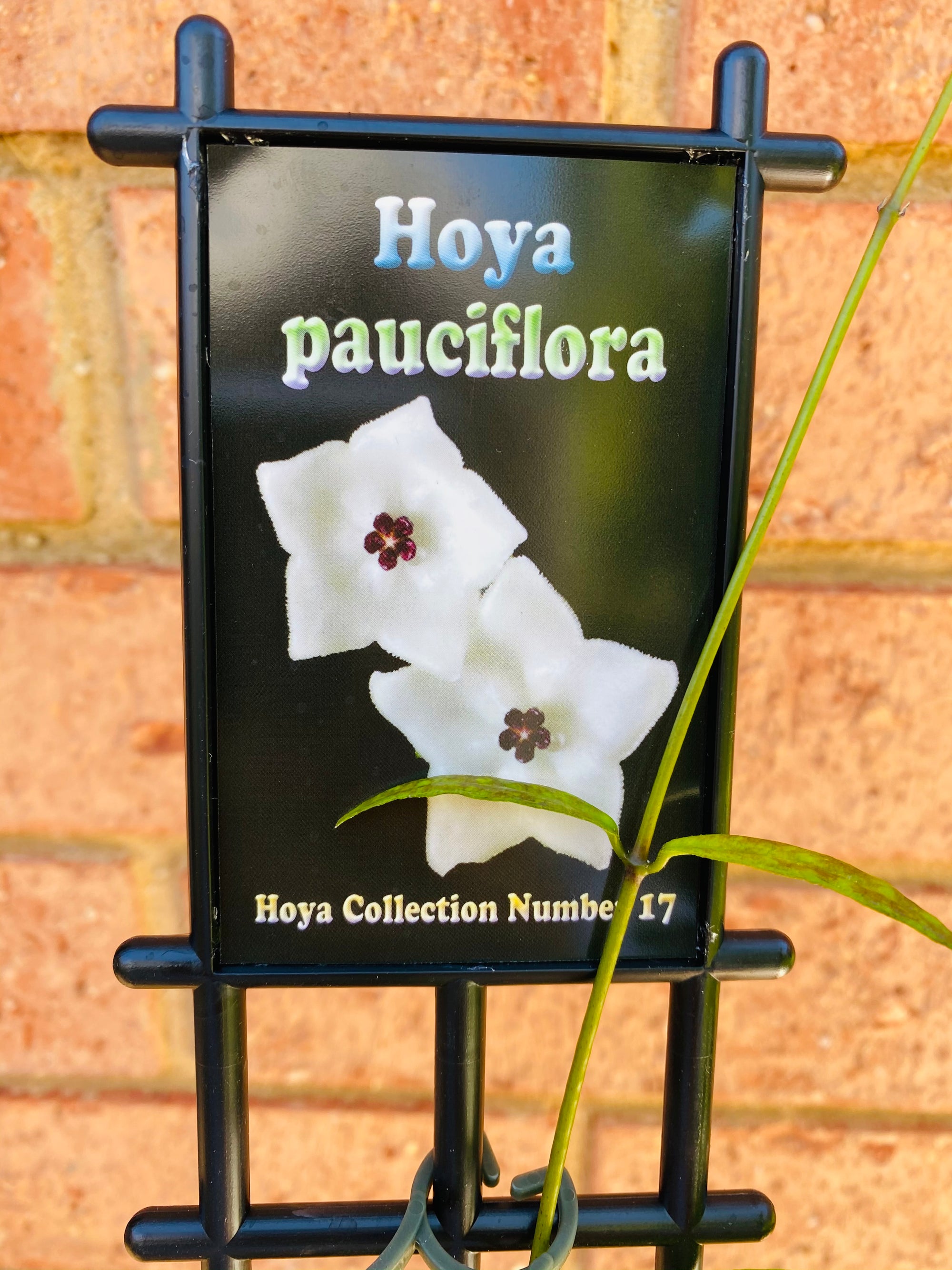 Hoya - Pauciflora Collection No. 17