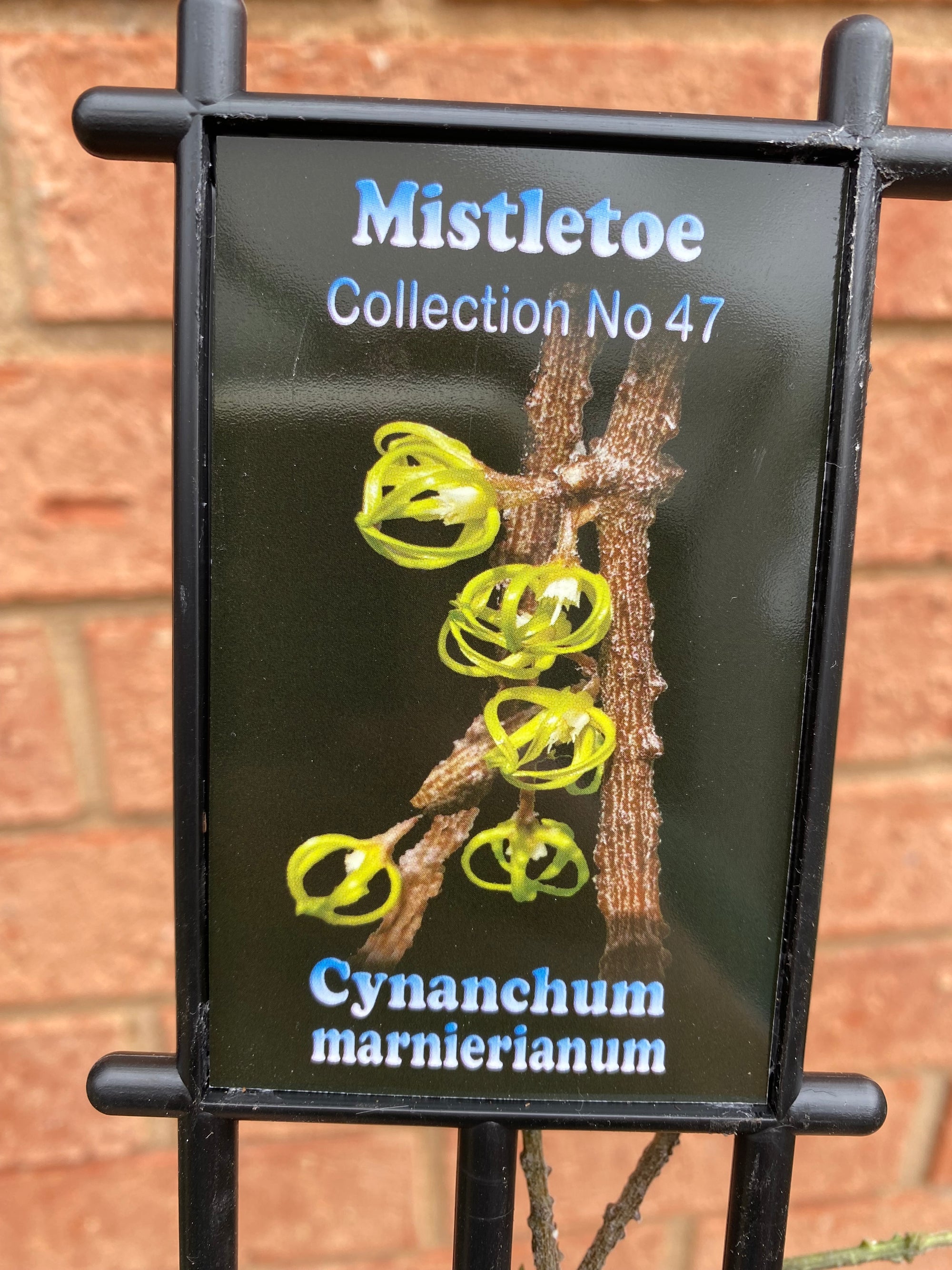 Cynanchum marnierianum 'Bird Cage or Stick Plant' - Mistletoe Collection No. 47
