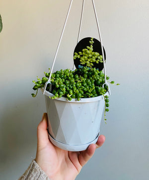 Senecio rowleyanus - String of Pearls