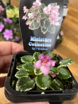 African Violet - Rob’s Bunny Hop