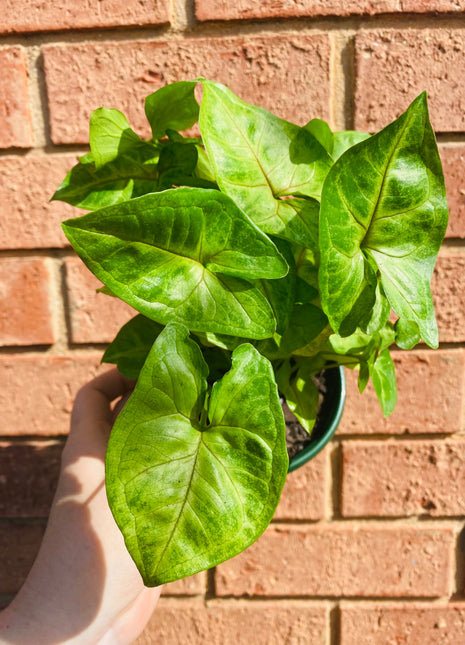 Syngonium - Sunshine Speckles