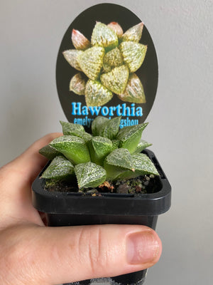 Haworthia emelyae cv. 'Hongshou' No 24