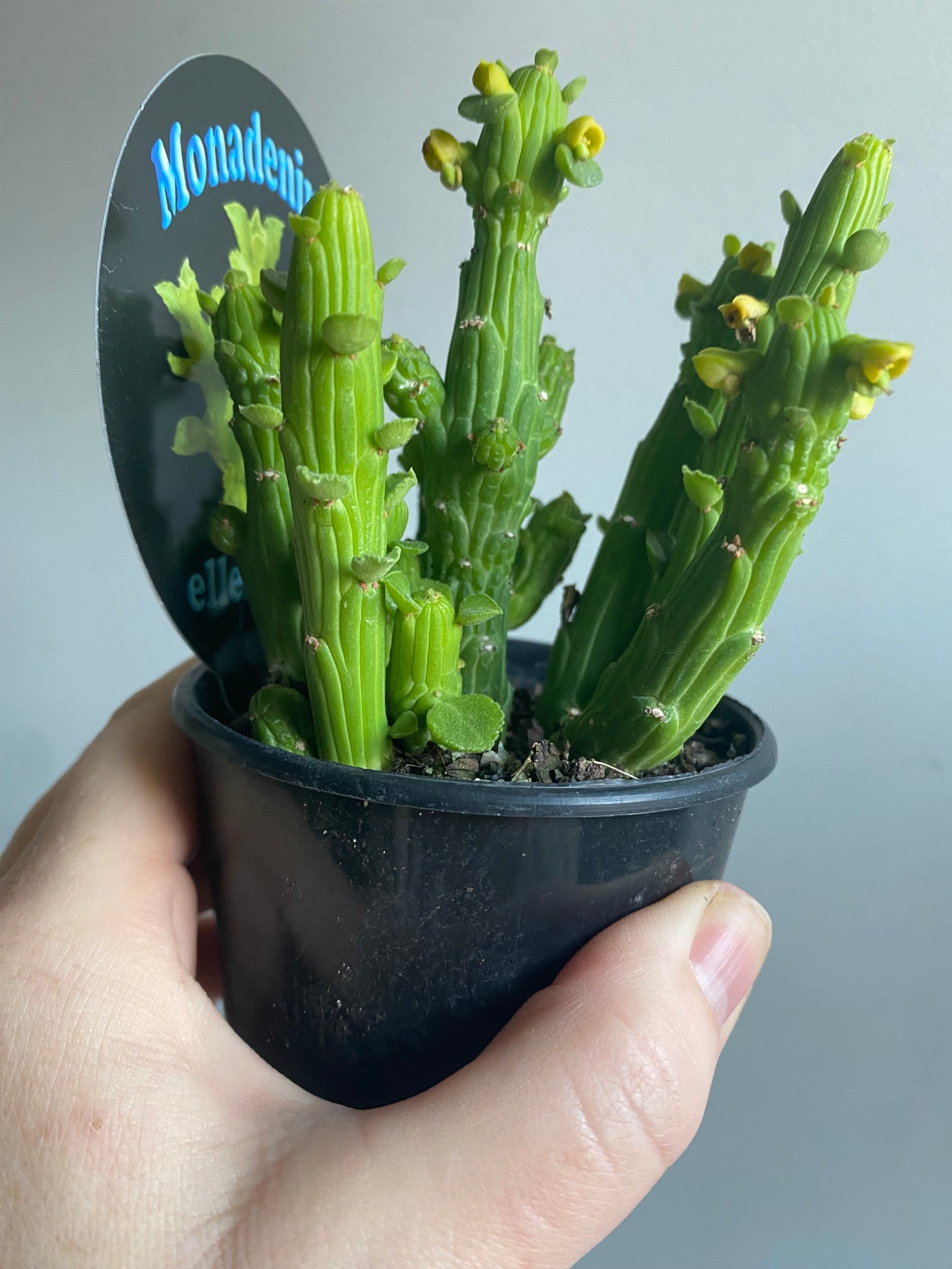 Monadenium ellenbeckii