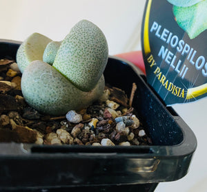 Pleiospilos nellii - Split Rock