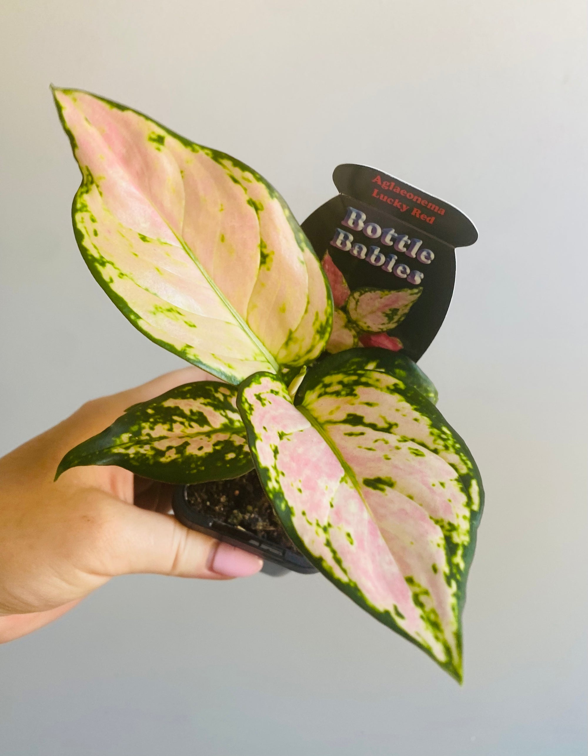 Aglaonema 'Lucky Red' - Chinese Evergreen Plants