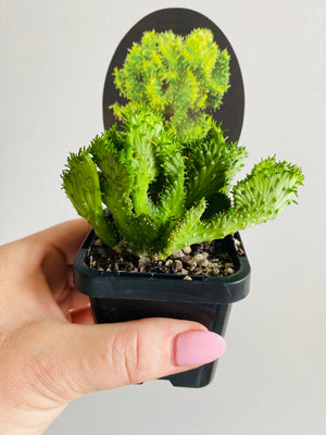 Euphorbia flanaganii Crest